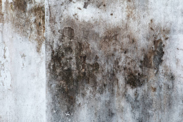 Best Indoor Air Quality Assessment  in Montezuma, IA