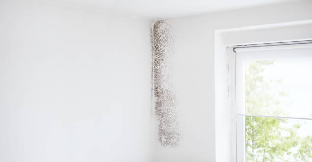 Best Biohazard Mold Removal  in Montezuma, IA