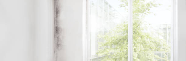 Best Basement Mold Removal  in Montezuma, IA
