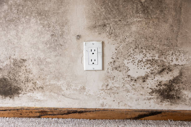 Best Mold Odor Removal Services  in Montezuma, IA