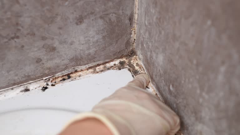 Best Industrial Mold Remediation  in Montezuma, IA
